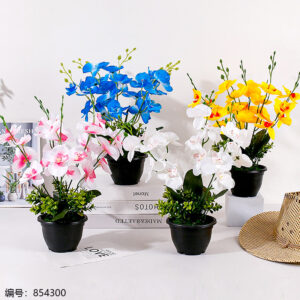 Phalaenopsis Potted Plant (1*15) - Image 1