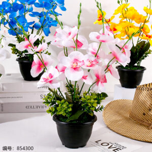 Phalaenopsis Potted Plant (1*15) - Image 2