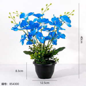 Phalaenopsis Potted Plant (1*15) - Image 3